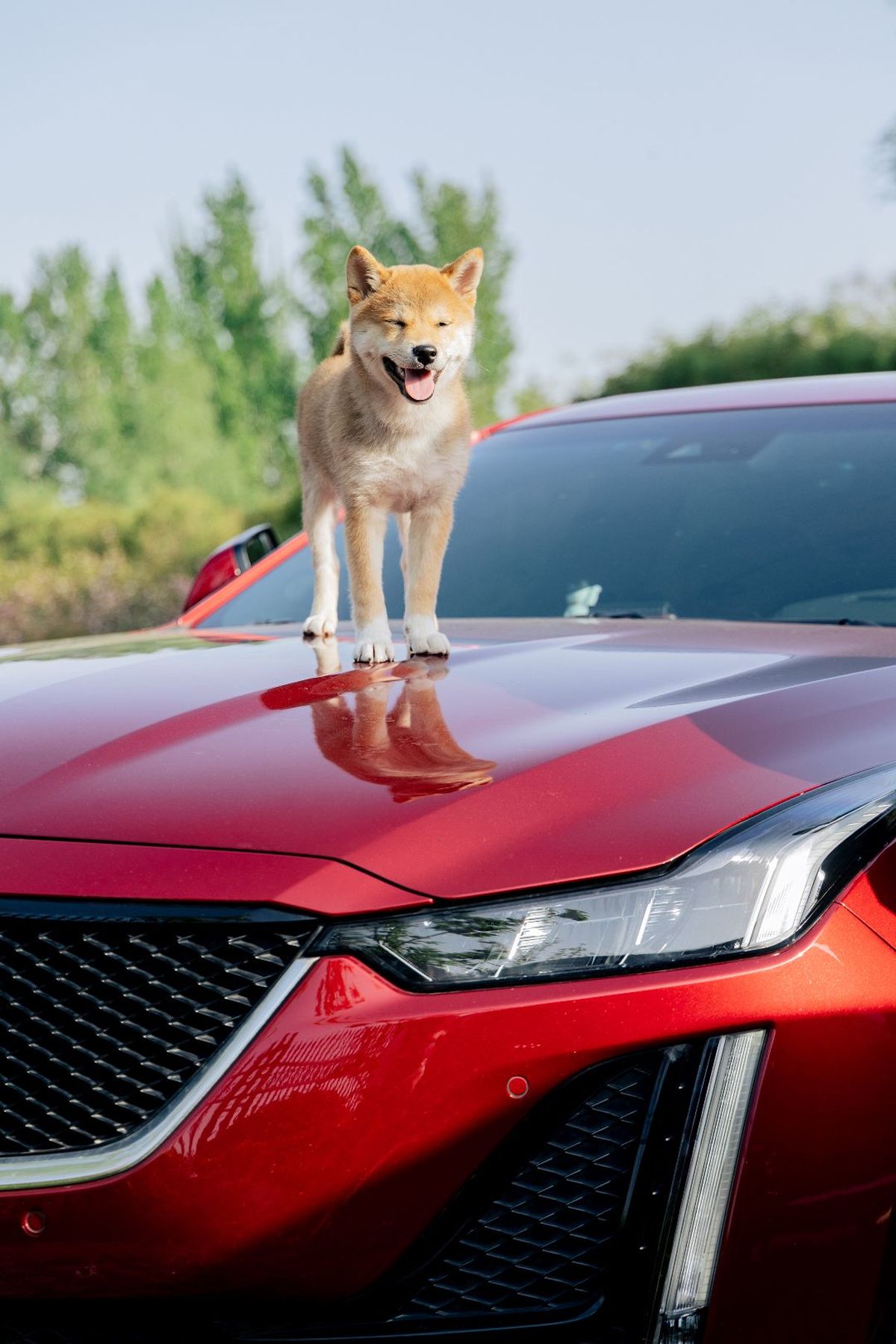 一只小狗坐在一辆红色的运动车的车盖上