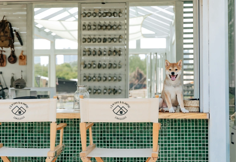 一只棕色和白色的狗坐在桌子前窗前