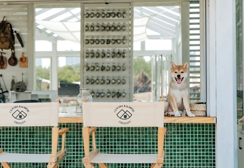 一只棕色和白色的狗坐在桌子前窗前