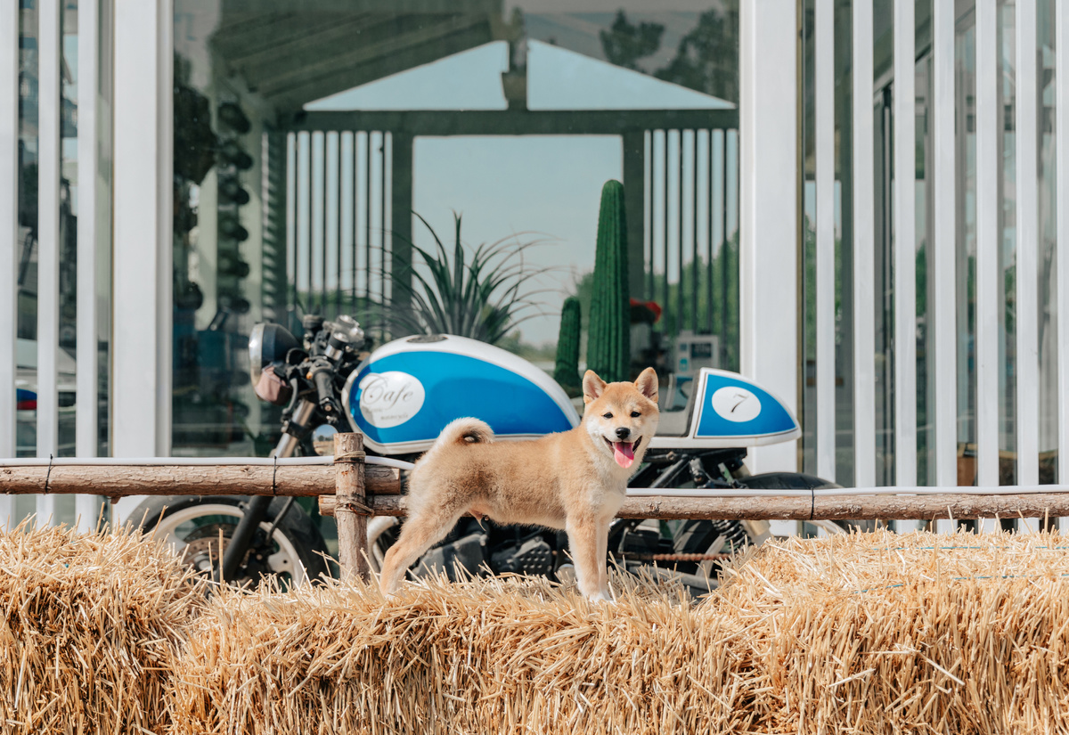 一只小狗站在一辆蓝色的摩托车旁边