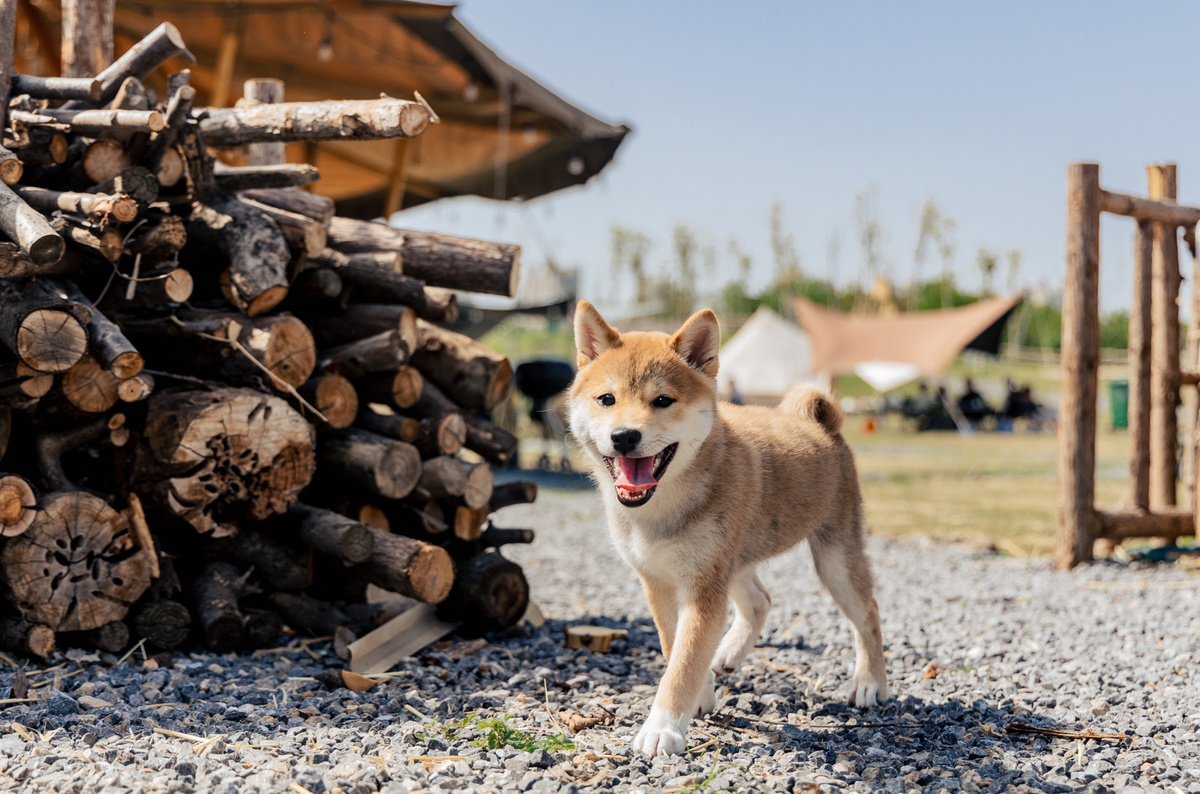 一个小狗站在一堆木柴前面