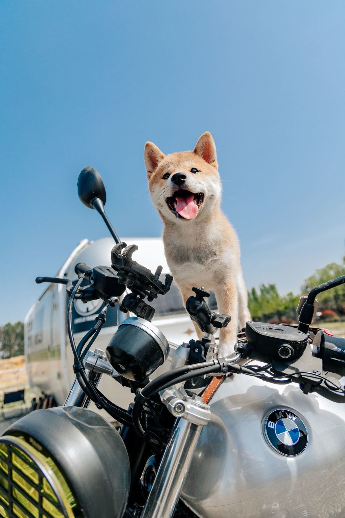 一只小狗坐在摩托车把手上