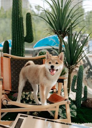 一只棕色和白色的狗狗坐在前面有植物和仙人掌的椅子上