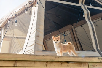 一只棕色和白色的狗站在帐篷外面