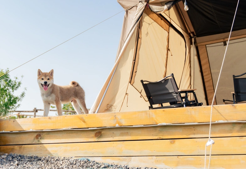 一只小狗站在木屋顶上