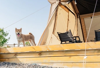 一只小狗站在木屋顶上