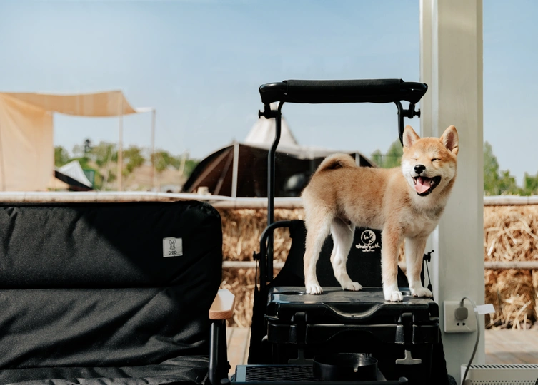 一只棕色的狗站在一辆手推车旁边的一匹马上。