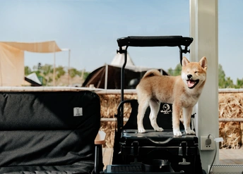 一只棕色的狗站在一辆手推车旁边的一匹马上。