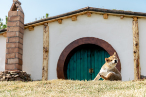 一只棕色和白色的狗躺在草地上 前面是一座小建筑 有门。