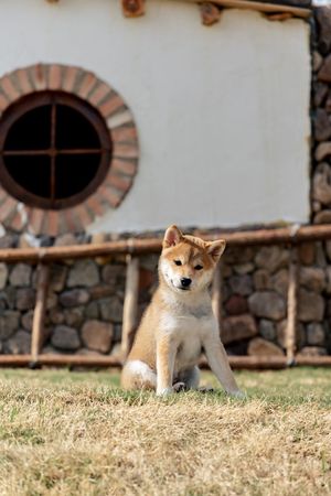 一只小棕色和白色的狗狗坐在一片草地上 面前有一座石头和砖房子。