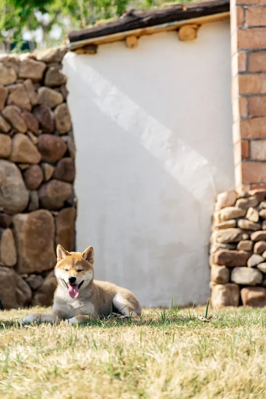 一个小狗躺在后院草地上