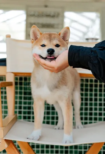 一个人手里拿着一只小狗 他坐在椅子上。