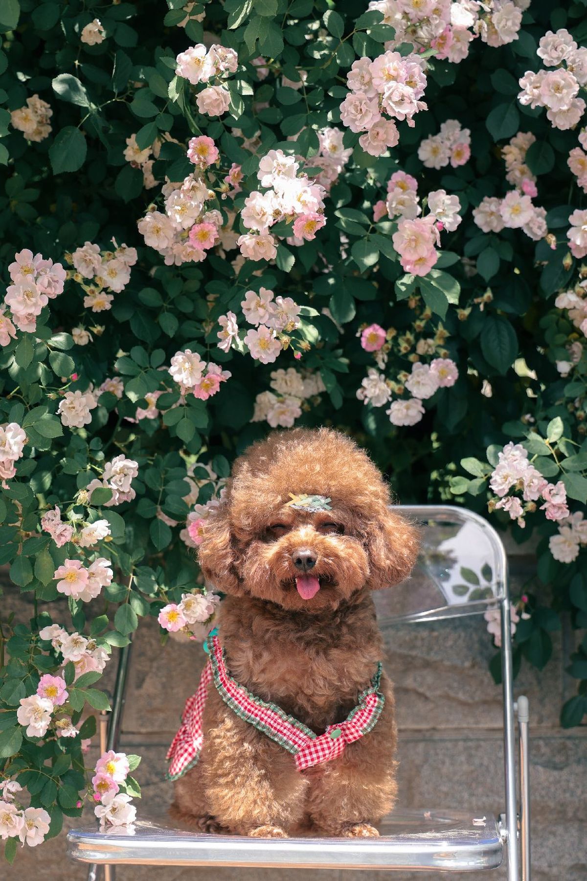 一只小狗坐在粉色花朵前的椅子上