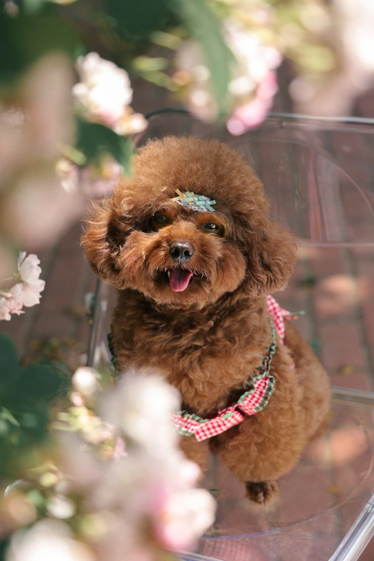 一只小棕色狗坐在旁边有花的椅子上