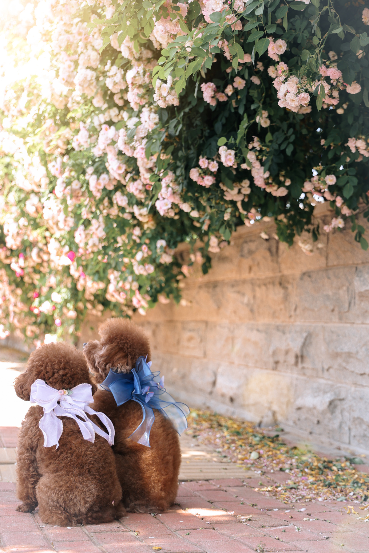 一个棕色的泰迪熊 带着蓝色的小蝴蝶结 坐在砖铺的小径上