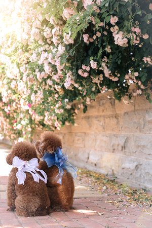 一个棕色的泰迪熊 带着蓝色的小蝴蝶结 坐在砖铺的小径上