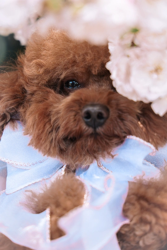 一只穿着蓝色连衣裙的棕色泰迪熊坐在白色花旁边