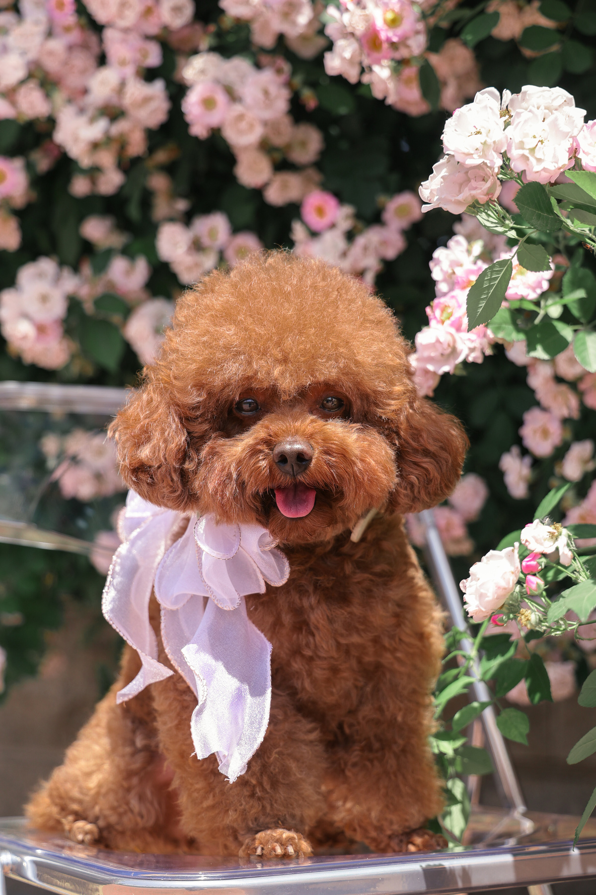 一只穿白蝴蝶结的棕色贵宾犬坐在粉色花朵前的椅子上
