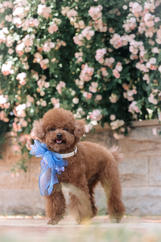 一只小棕色狗 带着蓝色蝴蝶结 站在花前。