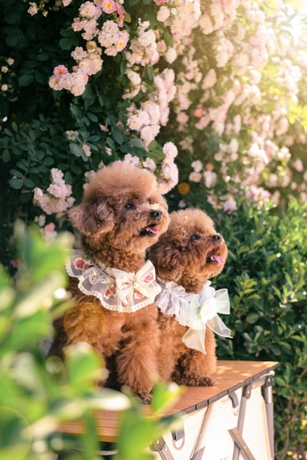 几只棕色的狗坐在一个小桌子上 背景有花。