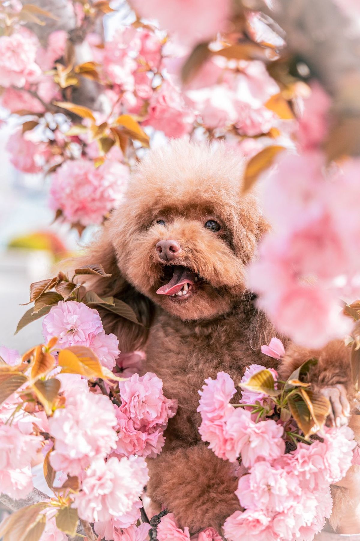 一只小狗在花树中