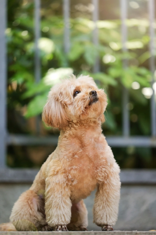 一只小狗坐在台阶外面