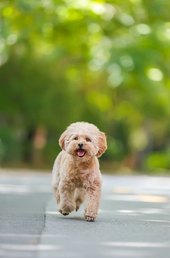一条小狗走在铺砌的道路上