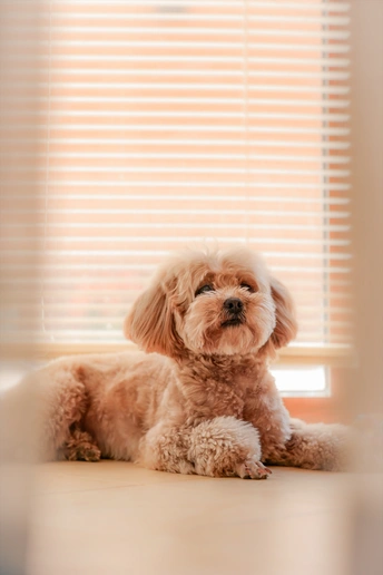 一只小狗躺在靠近窗户的地板上