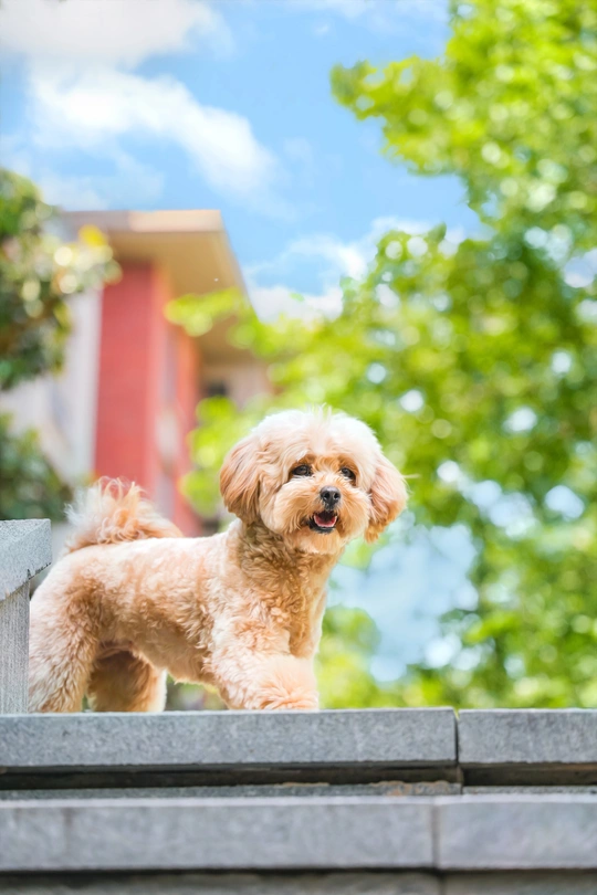 一只小狗站在屋顶上