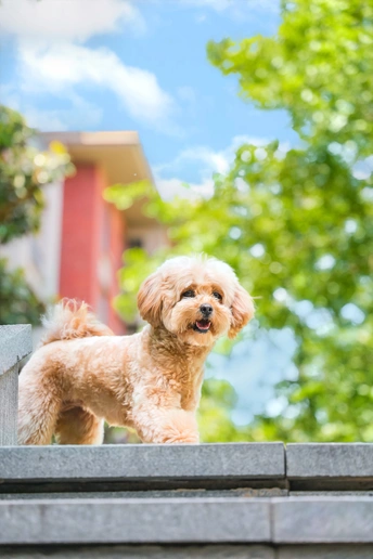 一只小狗站在屋顶上