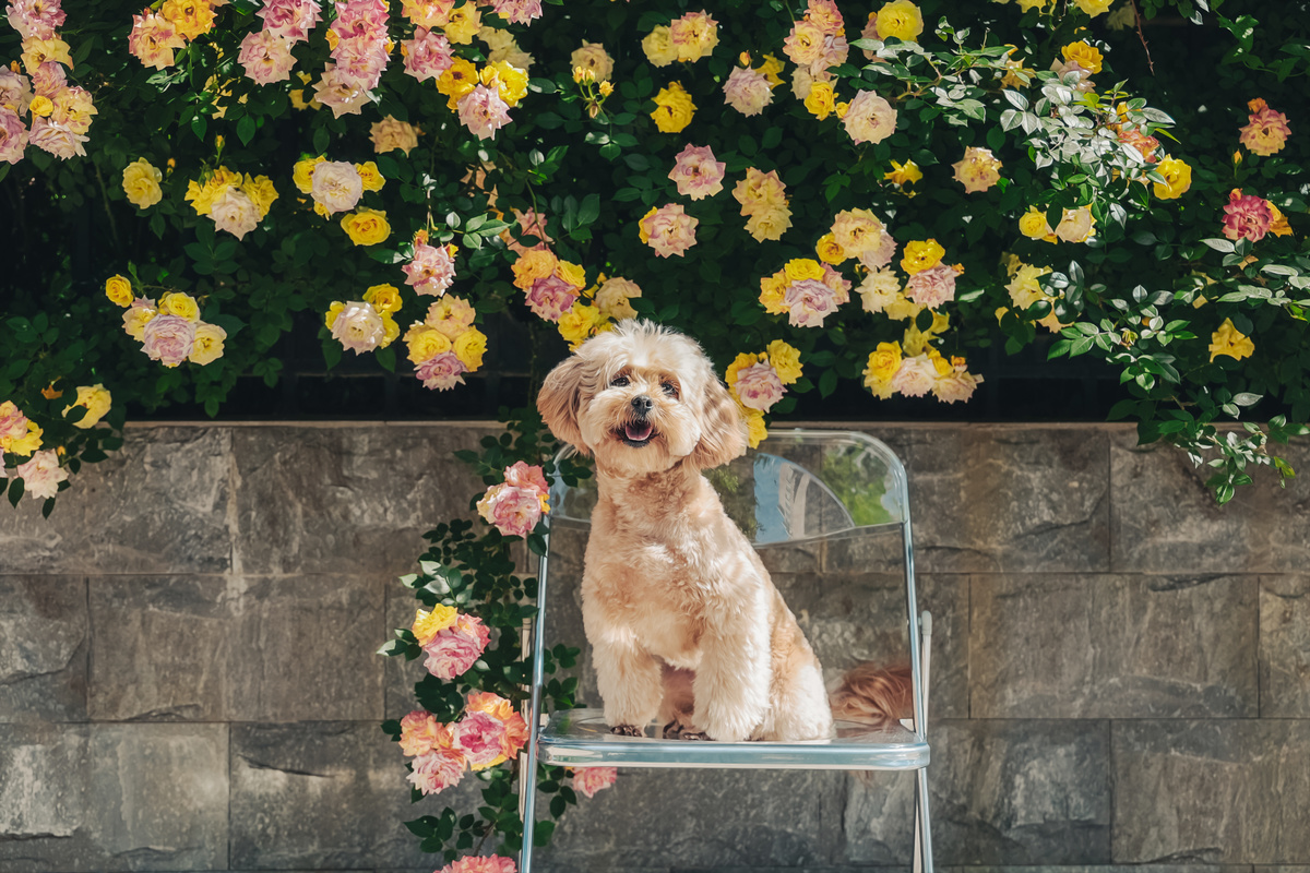 一只小狗坐在花前的椅子上