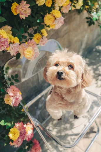 一只小白的棕色小狗坐在桌子上 桌子上开着花。