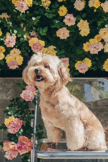 一只小白色狗坐在有花的背景椅子