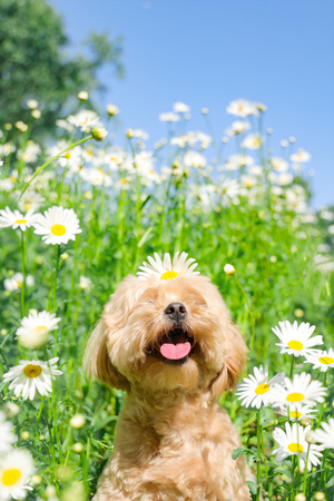 一只小狗坐在花丛和草地上