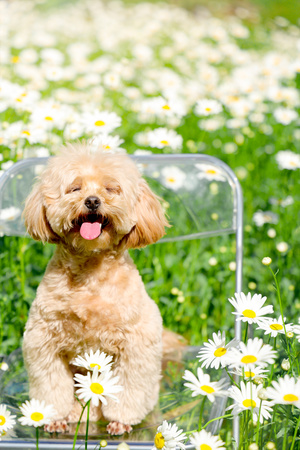 一只小狗坐在花丛中的椅子上