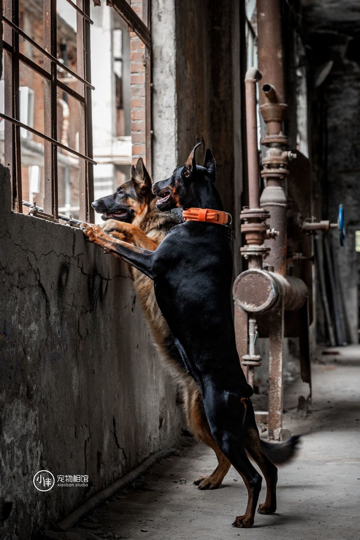 一只大狗站在它的后腿上 朝着一栋建筑物的窗户看。