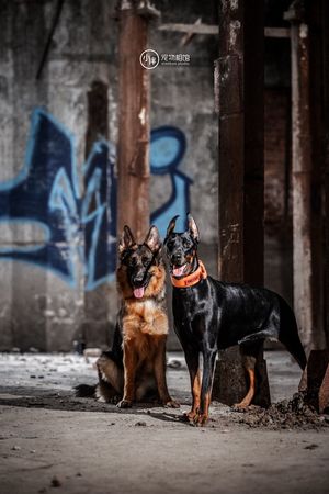 两只黑棕色的狗站在一座废弃的建筑中