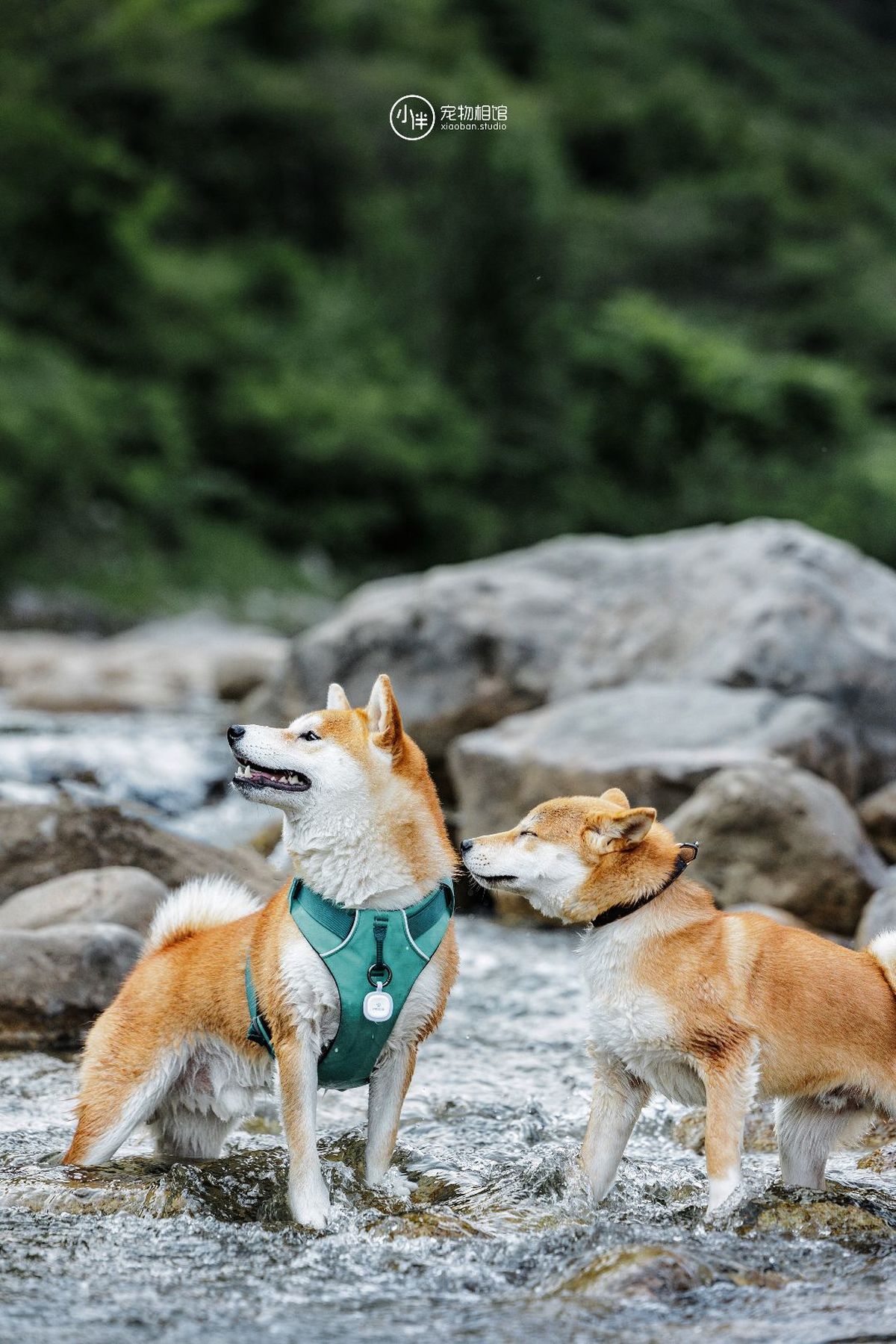 一些狗站在河中的岩石上