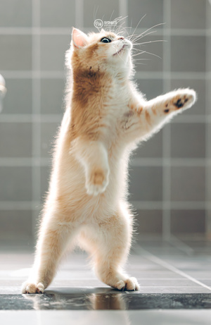 一只橙色和白色的猫站在一个铺有瓷砖的地板上 用后腿站立。