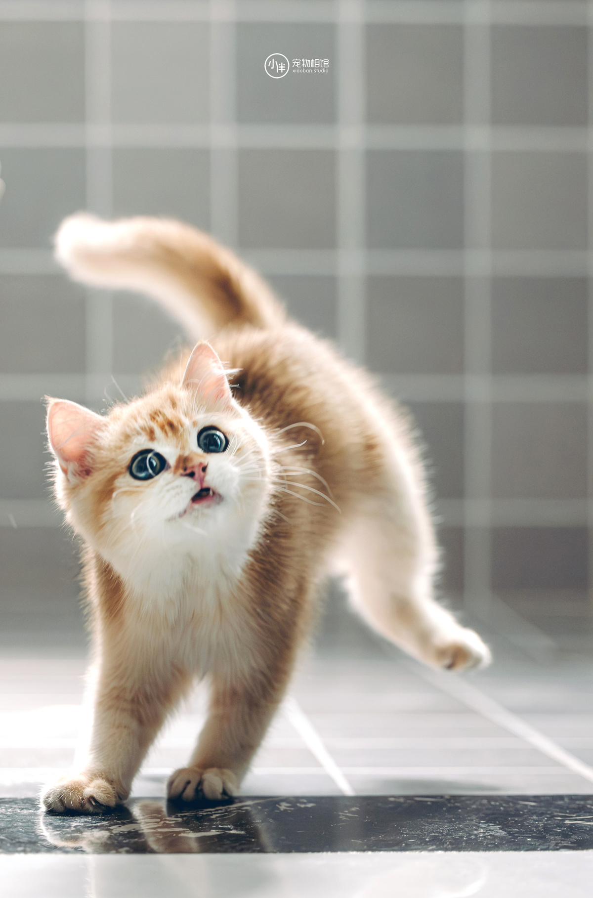 一只橙色和白色的猫在铺砖地面上行走