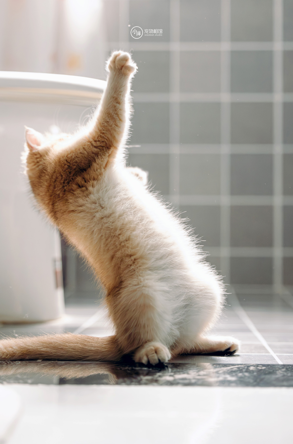 一只小猫坐在浴室地板上 用爪子按住地板