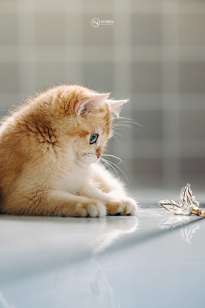 一只小橙猫坐在白色汽车地板上 旁边是一只死去的蝴蝶。
