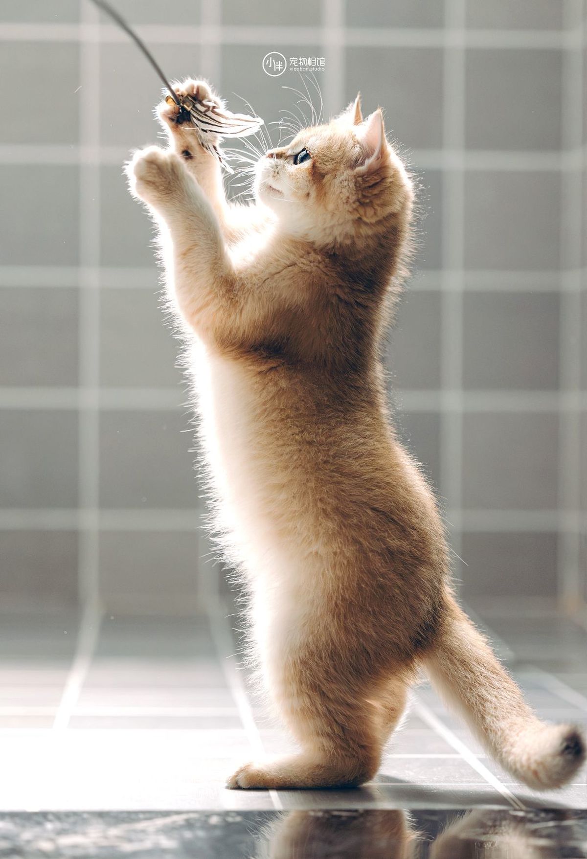 一只小猫站在铺有瓷砖的地板上