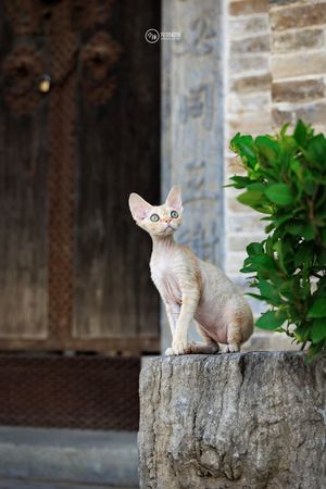 一只小猫坐在植物和门前的树桩上
