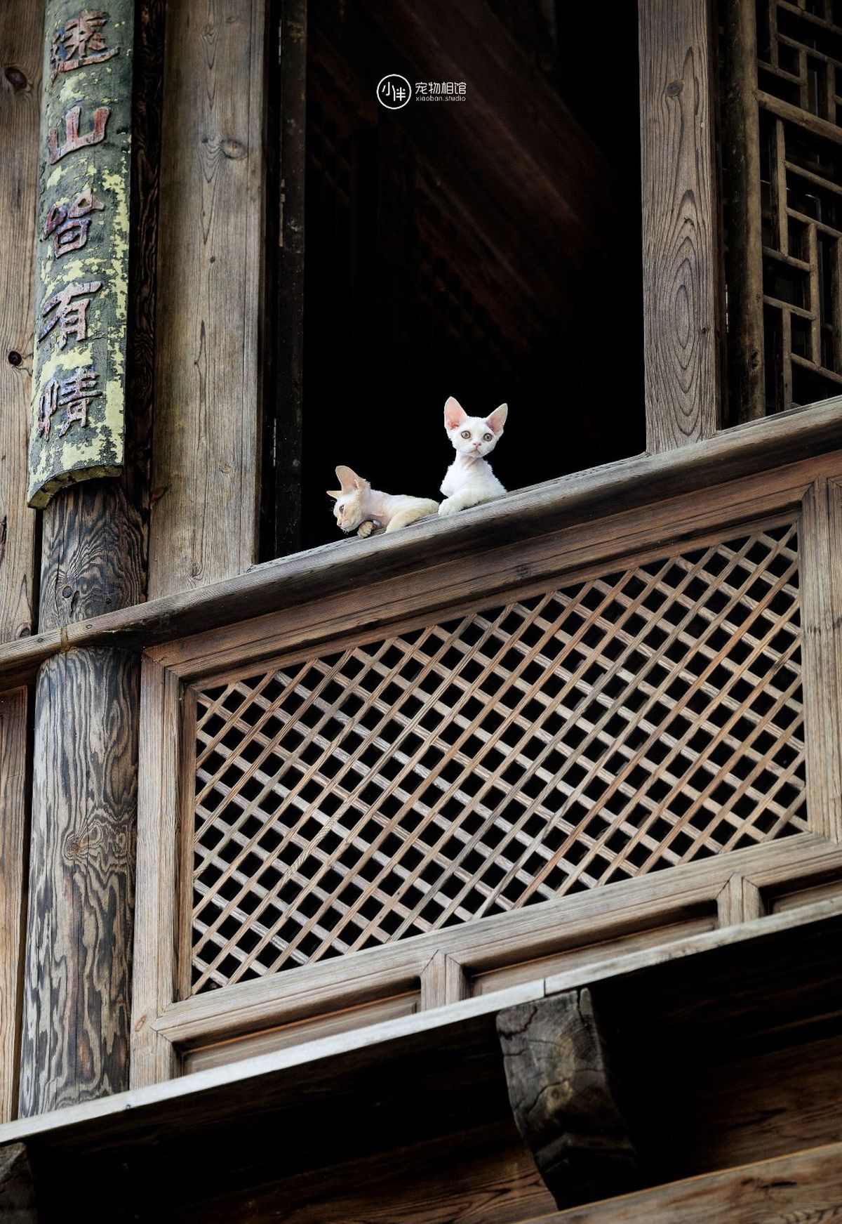 一只坐在木门廊顶端的白猫正在观察一只小狗通过窗户向外看。