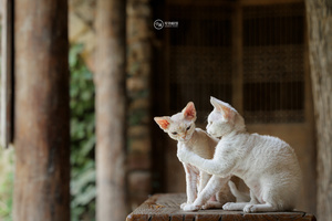 几只白色的小猫坐在木凳上 木凳放在木桌上。
