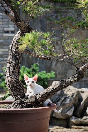 一只小白的猫坐在一个有棵小树的罐子里