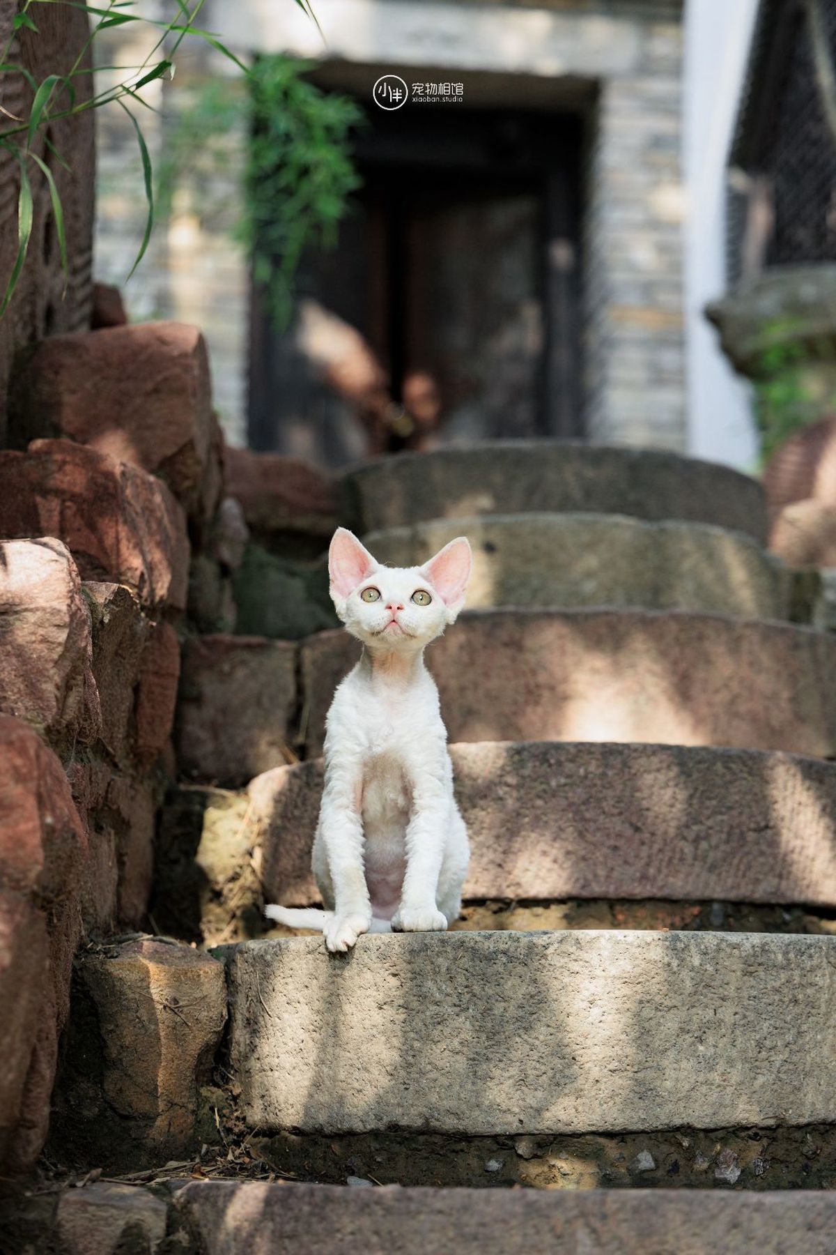 一只小白色猫咪坐在一些台阶上
