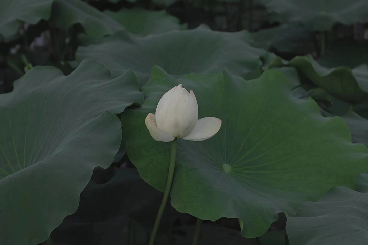 荷