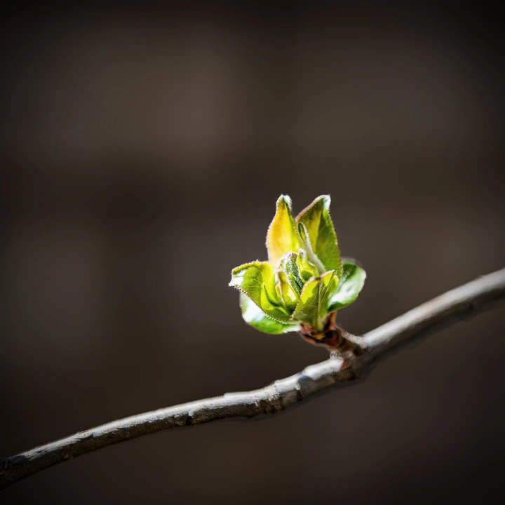 芽